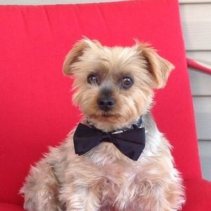 Meet your Posher, Barbara